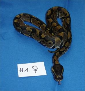 Königypython wildfarben NZ 2022