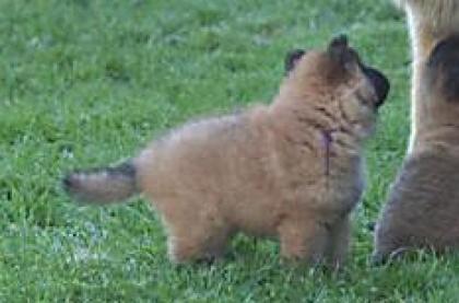 BELGISCHER SCHÄFERHUND TERVUERN