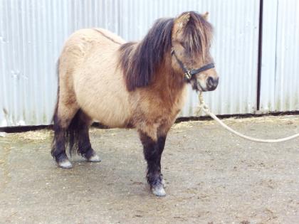 Minipony-Hengst falbfarben m. Aalstrich