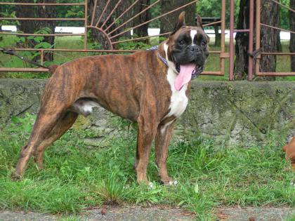 Zwergschnauzer pff/s