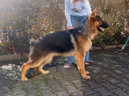 IRISH WOLFHOUND
