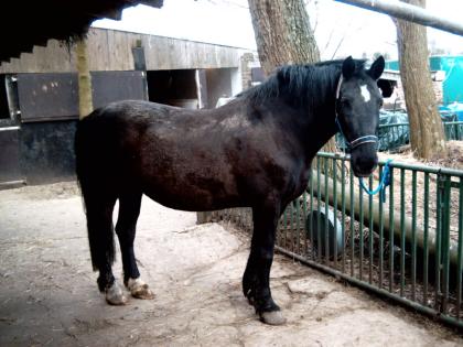 Suche Reitbeteiligung