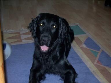Deckrüde Flat-Coated-Retriever