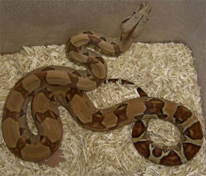 Boa constrictor Farbvarianten