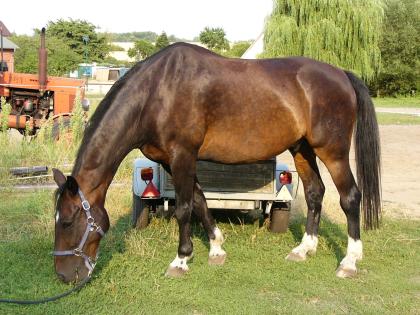 Reitbeteiligung