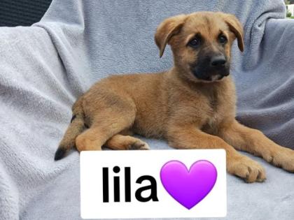 Hundewelpen abzugeben 250Euro whatsapp 49 15731743876