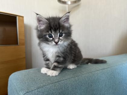 Norwegische Waldkatze reinrassige Mädchen suchen ein liebevolles zu Hause