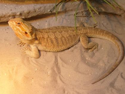 5 Farbbartagamen abzugeben Subadult Adult