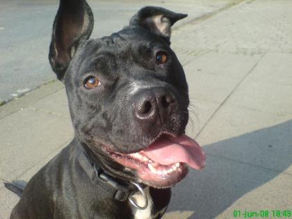 Chelsea Pit Bull Hündin sucht ein neues liebevolles zu hause