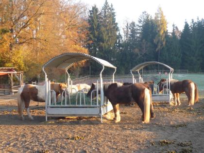 Offenstall Offenstallplatz frei Isländer Isi Kleinpferd Pony Geltendorf Bayern A
