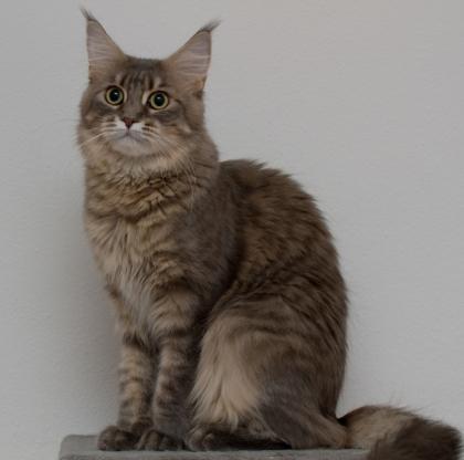 Schmusige spielfreudige Maine Coon Kastratin ist auf der Suche.