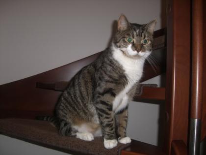 2 5 Jährigen Hauskater abzugeben