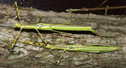 Stab- und Gespenstschrecken exotische Schaben
