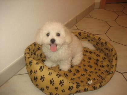 Bichon fris Welpen zu verkaufen