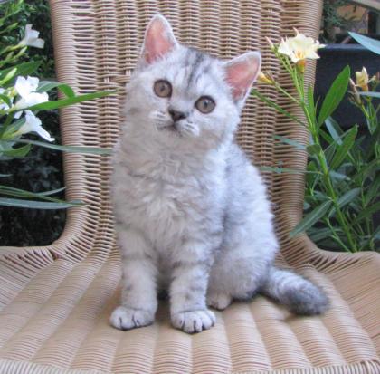 Selkirk Rex Mädchen mit und ohne Schäfchenfell
