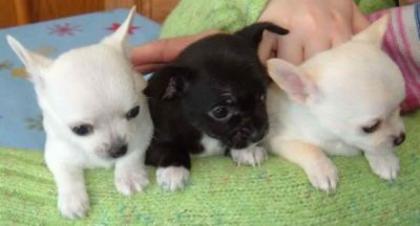 Chihuahua welpen