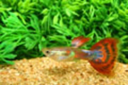 Cobra Guppymänner Rot schleierschwanze