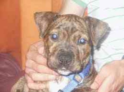 Suchen Ein Pitbull Welpen Für Unsere kleine Famili