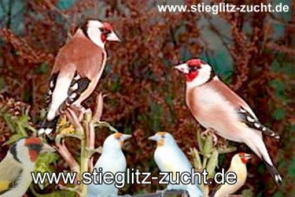 Stieglitz major Wildfarbige und Mutation