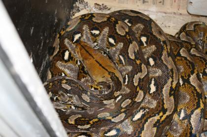 Python reticulatus Makassar 0 1