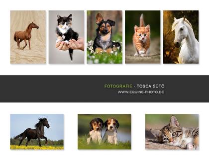 Hunde-Fotos - Aktionstage 2022 in Berlin und Brandenburg