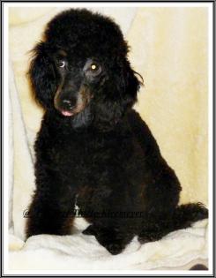 Kleinpudelrüdenjunghund black-tan Papiere