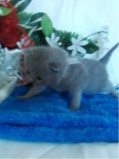 Zuckersüße BKH Kitten mit Stammbaum