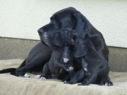 Noch 2 sehr schöne kräftige lackschwarze Deutsche Doggen Welpen zu verkaufen