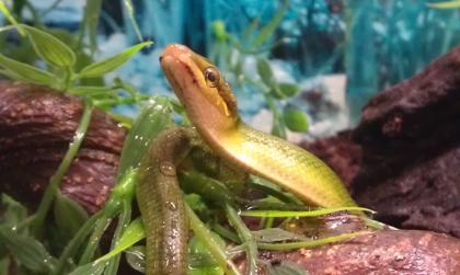 Spitzkopfnatter NZ 2022 0. 0. 1 Gonyosoma oxycephalum