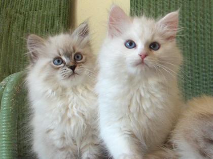 Rosaly und Ricky SchwaebischeNeva