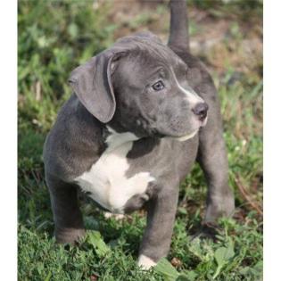 Reinrassige wunderschöne American Pit Bull Terrier Welpen für Sie