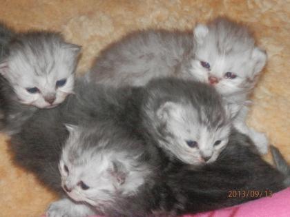 PERSERBABYS ab 15. 11 verschiedene Farben Silver-tabby blue red COlourpoint-red s