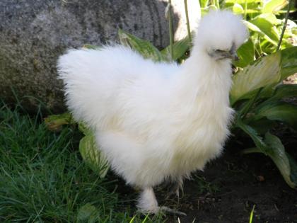 Aus artgerechter Haltung haben wir ganzjährig gut befruchtete Zwergseidenhuhn-B