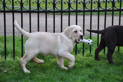 Labrador-Welpen in den wunderschönen Farben silber und
