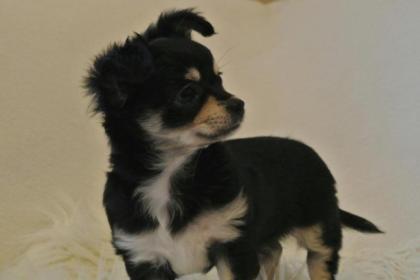 Chihuahua Welpen super mini langhaar geimpft gechipt