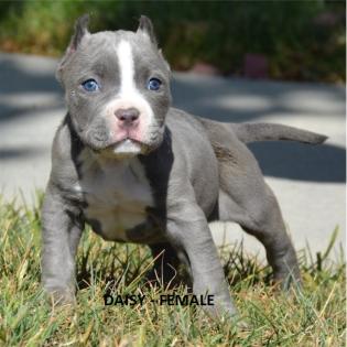 American Pit Bull Terrier Welpen Blueline .