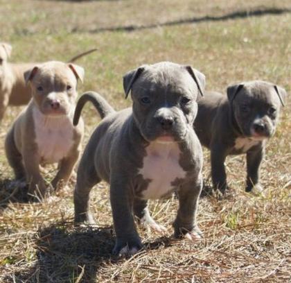 American Pitbull Terrier Blue-Line Welpen