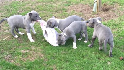 Weihnachten reinrassige American Pitbull suchen absofort neues zuhaus