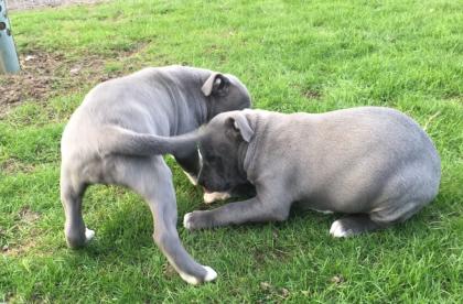 Pitbull Blueline Welpen Rüden und Hündinnen