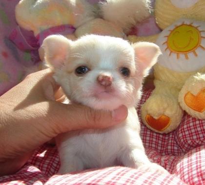 Chihuahua Welpen Geimpft Registriert.