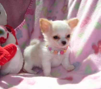 SUPER Chihuahua Welpen in Kurzhaar