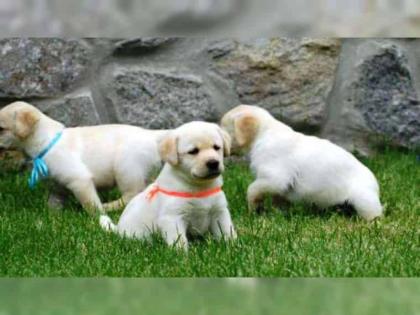 Abgabebereit Labrador Welpen mit Papieren