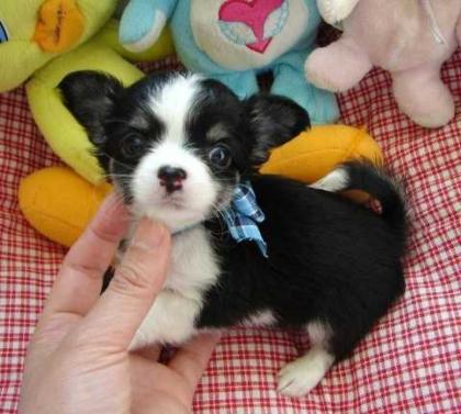 Reinrassige Mini-Lang und Kurzhaar Mini Chihuahua welpen sucht ein zu Hause.