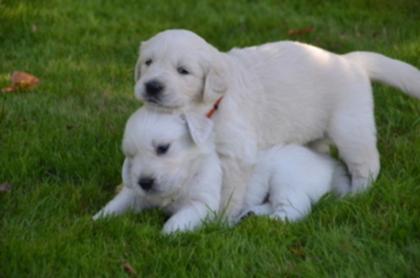 Schöne Golden Retriever Welpen zur Verfügung.