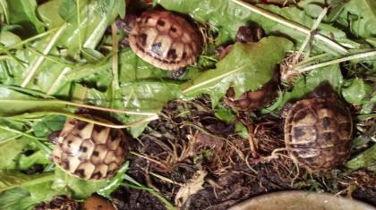 Griech. Landschildkröten THB NZ 2022 / 2022
