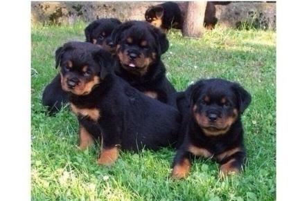 Rottweilerwelpen