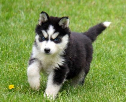 Siberian Husky Welpen 2 Rüden und 1 Hündinnen