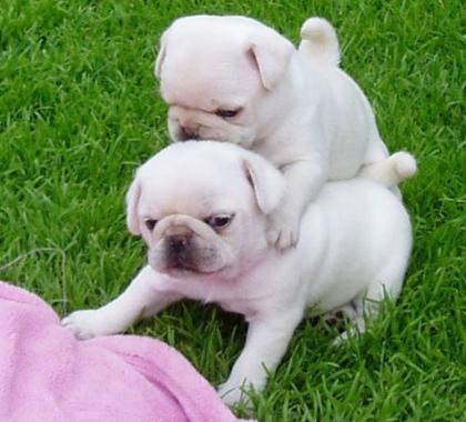 Männliche und weibliche weiße Mops Welpen
