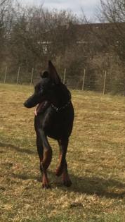 Dobermann geb im august 2022 kupiert rüde