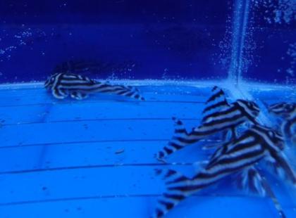 F1 gute Qualität L46 Zebra pleco